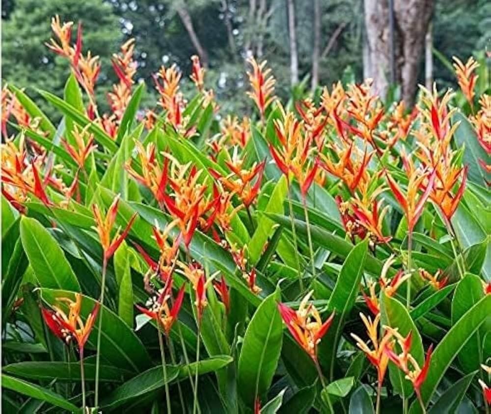 Heliconia Red